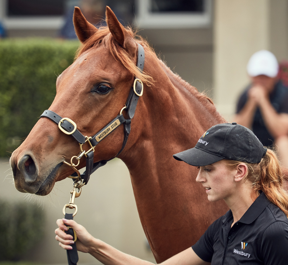 NZ Equine Breeding Courses LOVERACING.NZ Careers
